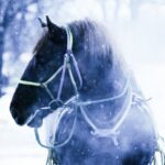 メタホース攻略：NFT競馬ゲームで稼ぐ方法と始め方完全ガイド