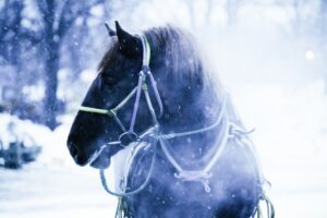 メタホース攻略:NFT競馬ゲームで稼ぐ方法と始め方完全ガイド